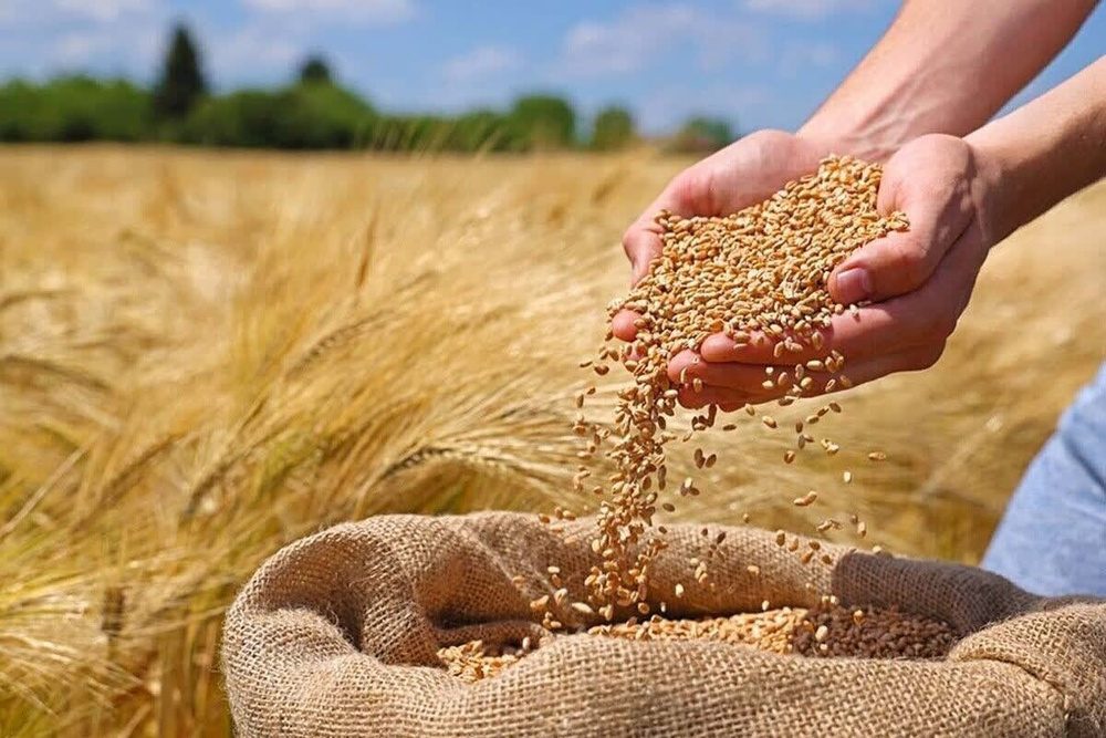 ارتقای کشت دیم در امنیت غذایی و بحران آب اثرگذار است