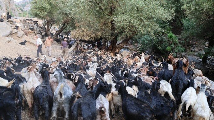 بریوانهای شِرناخ: ما بریوان ها وجب به وجب کوه های کردستان را می شناسیم + فیلم و تصاویر