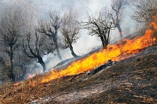 آتش سوزی گسترده در منطقه حفاظت شده شاهو و کوسالان سروآباد مهار شد