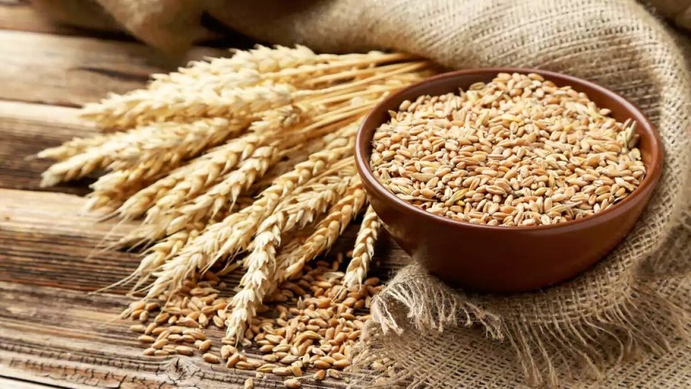 پیش بینی تولید ٩٠٠ هزار تن گندم در آذربایجان غربی
