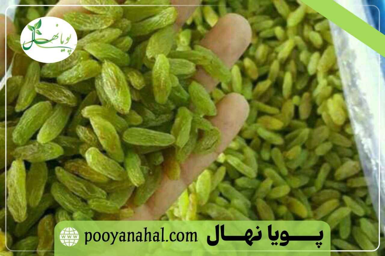 شاه رقم انگور مناطق کم آب؛ انگور بیدانه زرد (کشمشی)