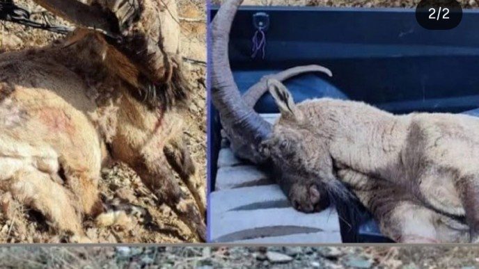 شلیک به زندگی در کوهستان‌های شرناخ؛ کشتار بزهای کوهی با سلاح‌های جنگی