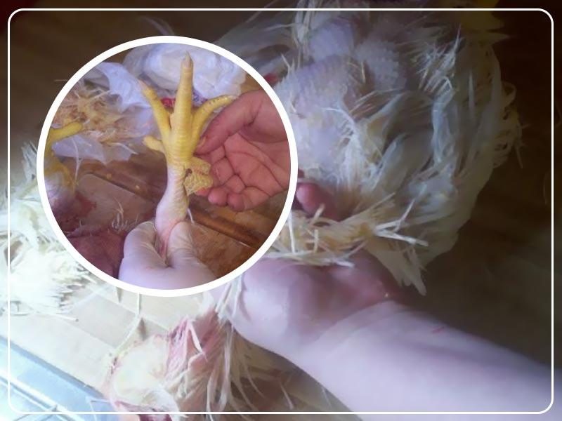 3 نکته کاربردی برای کندن پر مرغ