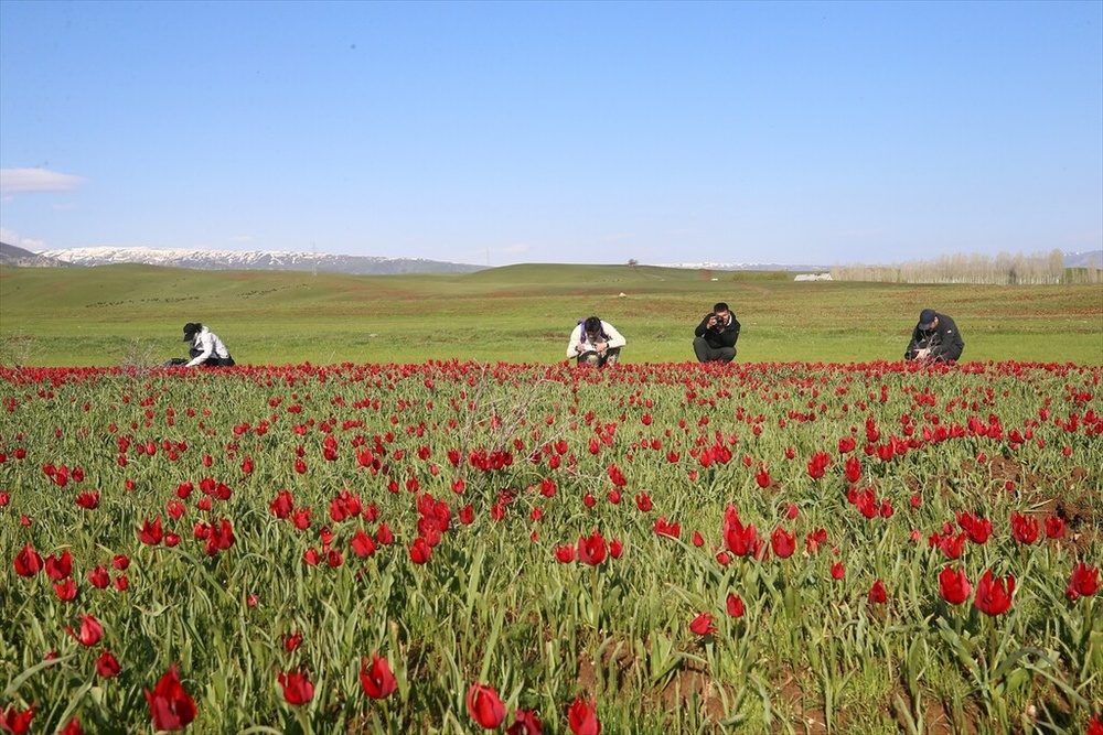 شکوفایی «لاله موش» در کردستان ترکیه؛ از جاذبهای بومی تا سوژهای جهانی برای مستندسازان