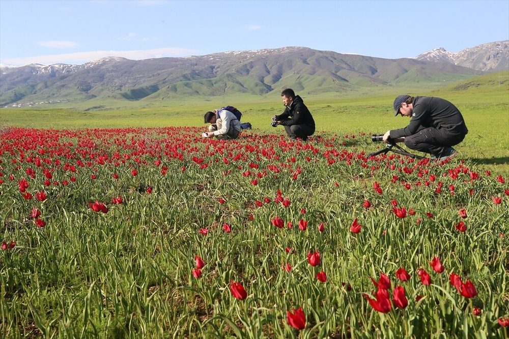 شکوفایی «لاله موش» در کردستان ترکیه؛ از جاذبهای بومی تا سوژهای جهانی برای مستندسازان