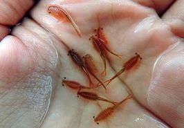 مشاهده سیست آرتمیا پس از سال های بحرانی در دریاچه ارومیه