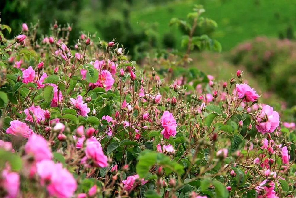 پیش بینی برداشت ٩٠٠ هزار لیتر گلاب از گلابستان های آذربایجان غربی