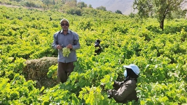 آذربایجان غربی؛ بهشت گردشگری کشاورزی