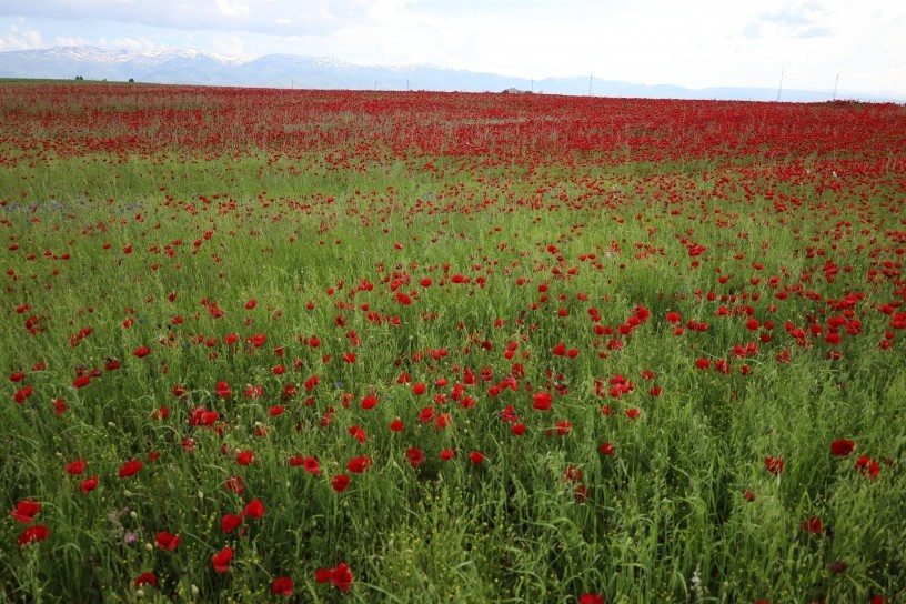 دشت موش غرق در سرخی شقایقها