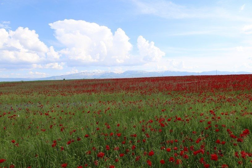 دشت موش غرق در سرخی شقایقها