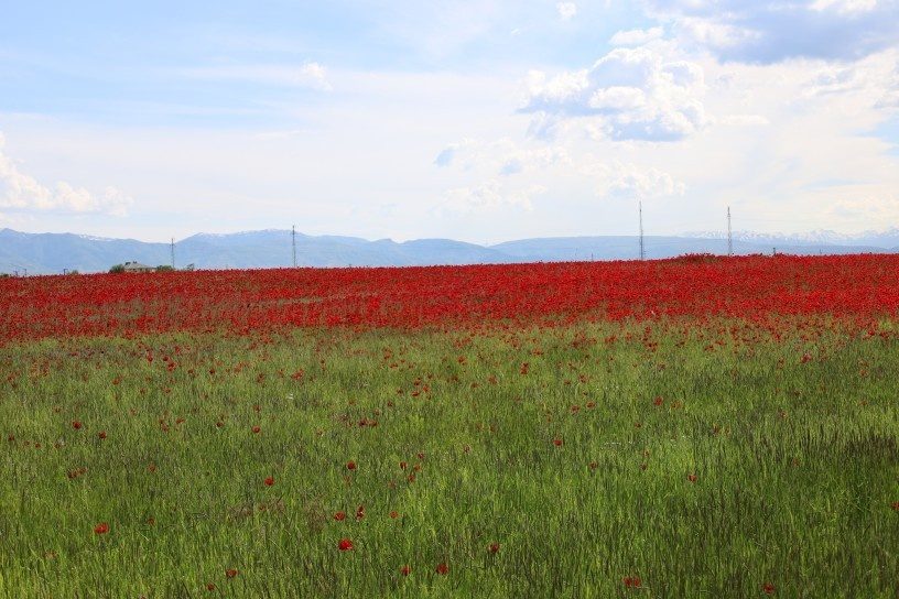 دشت موش غرق در سرخی شقایقها