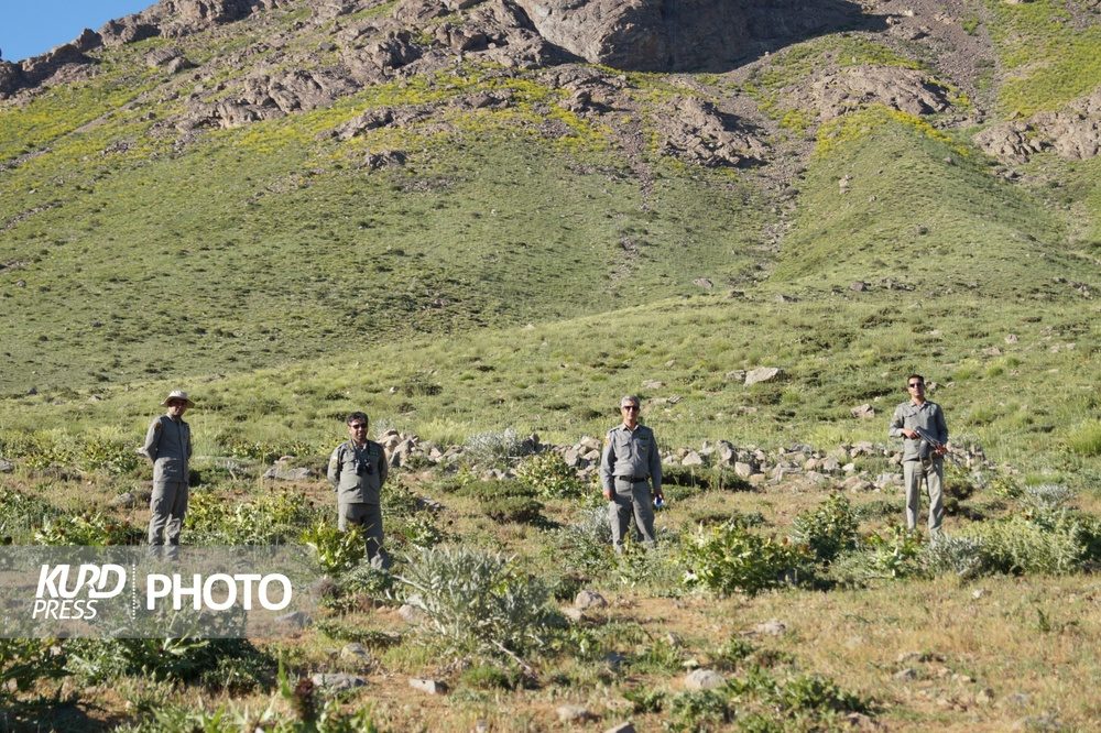 حافظان سبز در بدر و پریشان