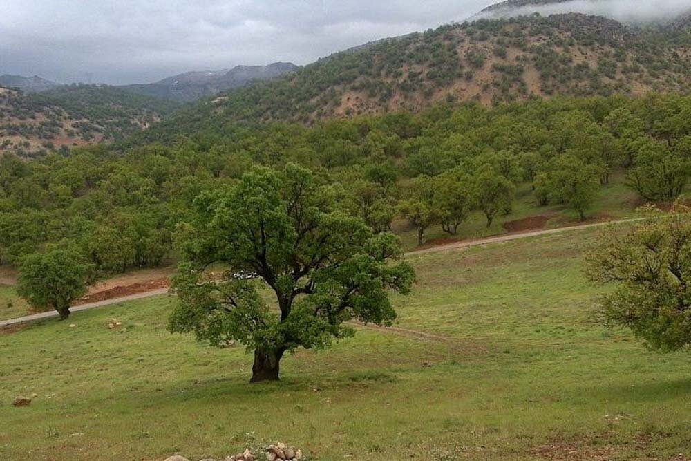 جنگل های بلوط ایلام