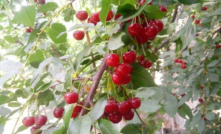 خرید توافقی ٣٥٠ تن آلبالو از باغداران آذربایجان غربی