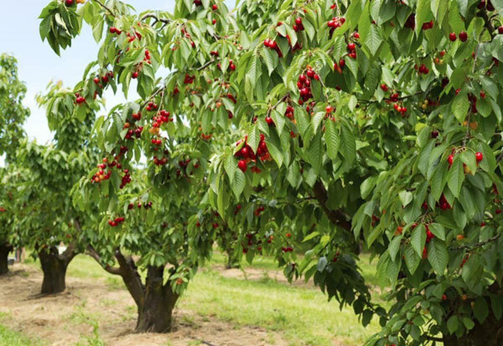 پیش بینی برداشت ۱۸۰ هزار تن محصولات باغی از باغات سنندج