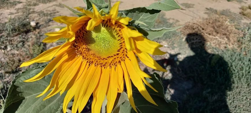 باخچەکانی عەفرین بووژانەوە؛ دانیشتووان دوای ٩ ساڵ دووبارە زەوییەکانی خۆیان چاندەوە