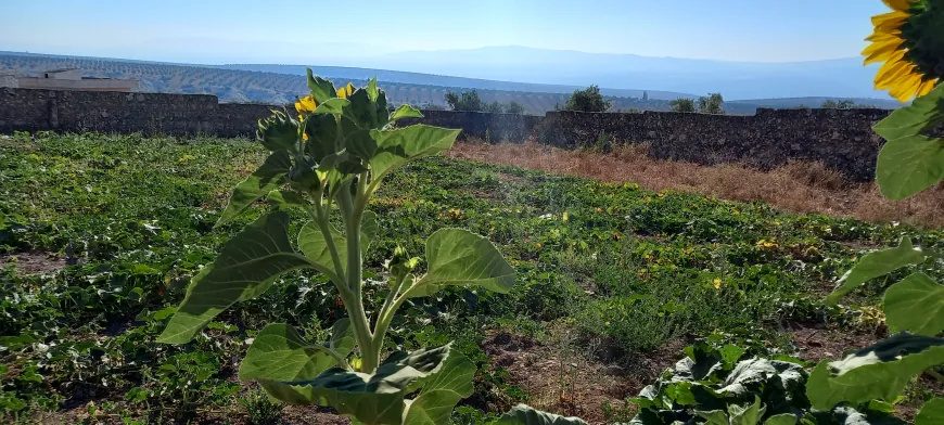 باخچەکانی عەفرین بووژانەوە؛ دانیشتووان دوای ٩ ساڵ دووبارە زەوییەکانی خۆیان چاندەوە