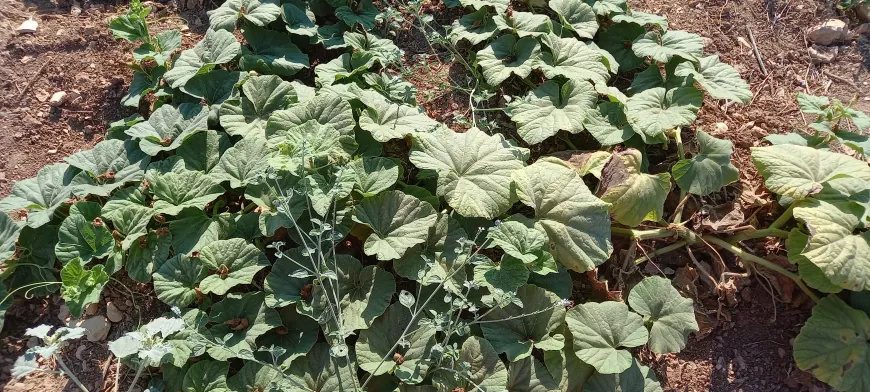 باخچەکانی عەفرین بووژانەوە؛ دانیشتووان دوای ٩ ساڵ دووبارە زەوییەکانی خۆیان چاندەوە