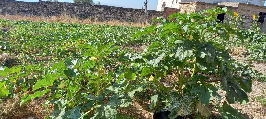 باخچەکانی عەفرین بووژانەوە؛ دانیشتووان دوای ٩ ساڵ دووبارە زەوییەکانی خۆیان چاندەوە