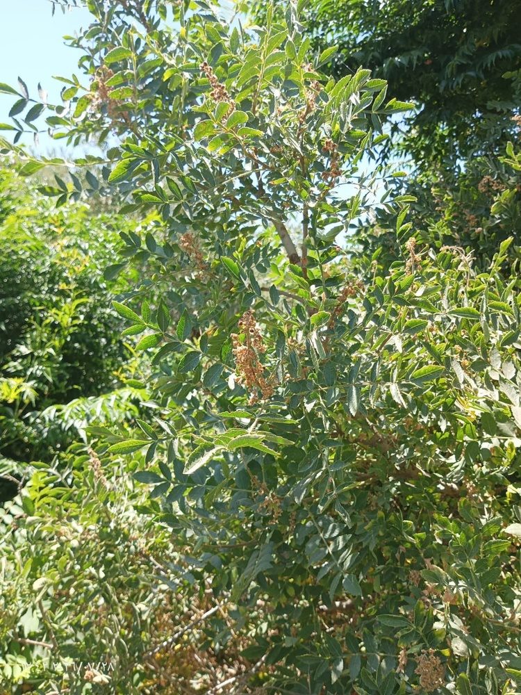آغاز فصل برداشت سماق در عفرین؛ «محصول سرخ» منبع درآمد خانوادههای روستایی