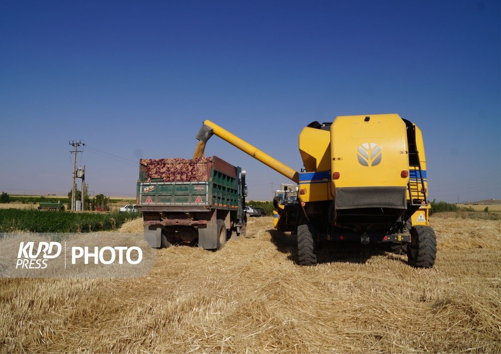 خرید تضمینی گندم در آذربایجان غربی از ٢٨٤ هزار تن فراتر رفت
