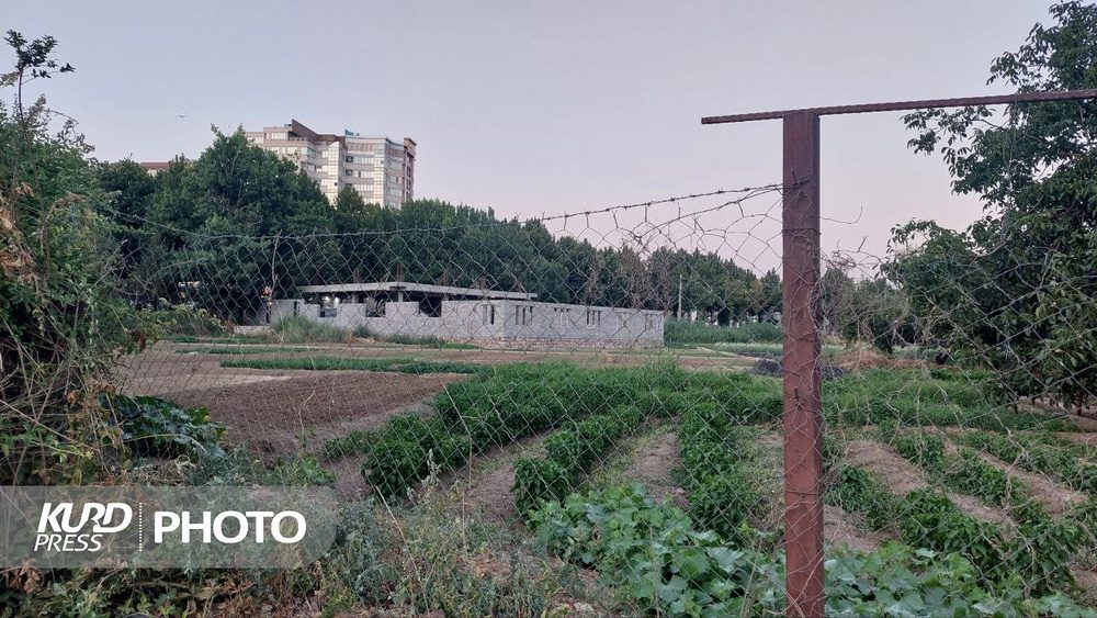 پشت پرده ساخت و ساز در باغ موقوفه عزیزآقای مهاباد؛ از وعده سازه سبک تا بنای تجاری در قلب فضای سبز شهری**