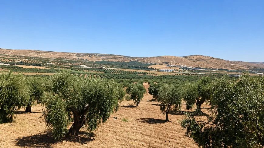 تصاویر تابستانی از طبیعت عفرین؛ دشت‌های زیتون و سد میدانکی در قاب دوربین