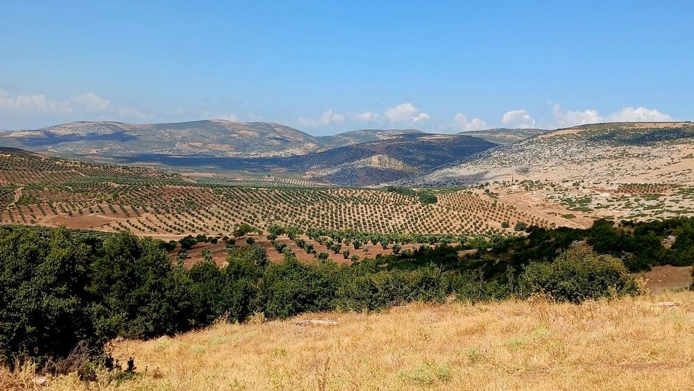 تصاویر تابستانی از طبیعت عفرین؛ دشت‌های زیتون و سد میدانکی در قاب دوربین