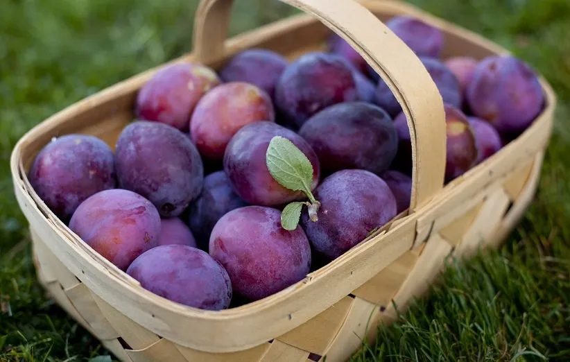 آذربایجان غربی رتبه سوم تولید آلو در ایران را دارد