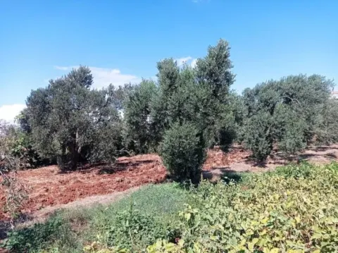 ترس از سرقت، برداشت زودهنگام زیتون در حمص را افزایش داد