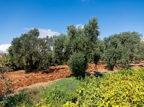 ترس از سرقت، برداشت زودهنگام زیتون در حمص را افزایش داد