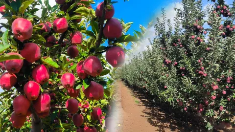 برداشت ۲۰ هزار تن سیب در مالاتیای کردستان ترکیه؛ محصول فراوان و قیمت‌ پایین