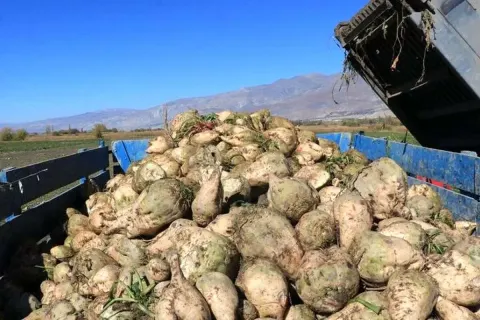 استاندار آذربایجان غربی مانع برگزاری جشنواره چغندر میاندوآب شد