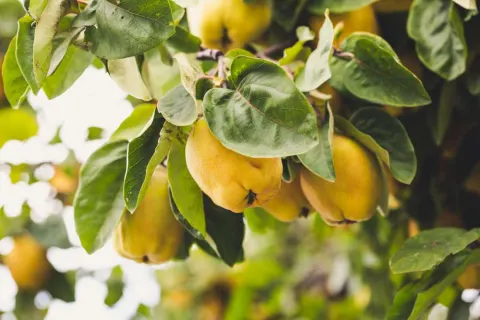 بیش از ۲۶۵ تن «به»  از باغات آذربایجان غربی برداشت می شود