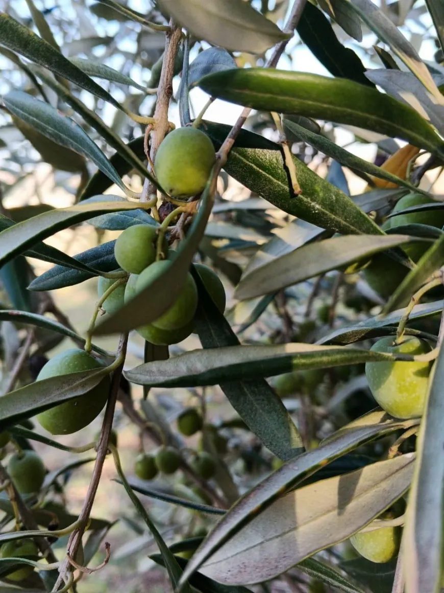 image_870x_6ae0cc2938173.webp
