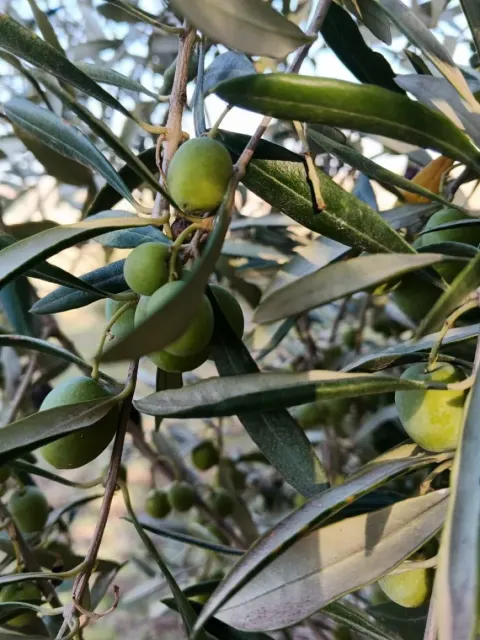 Afrin farmers return to olive orchards after 9 years of displacement