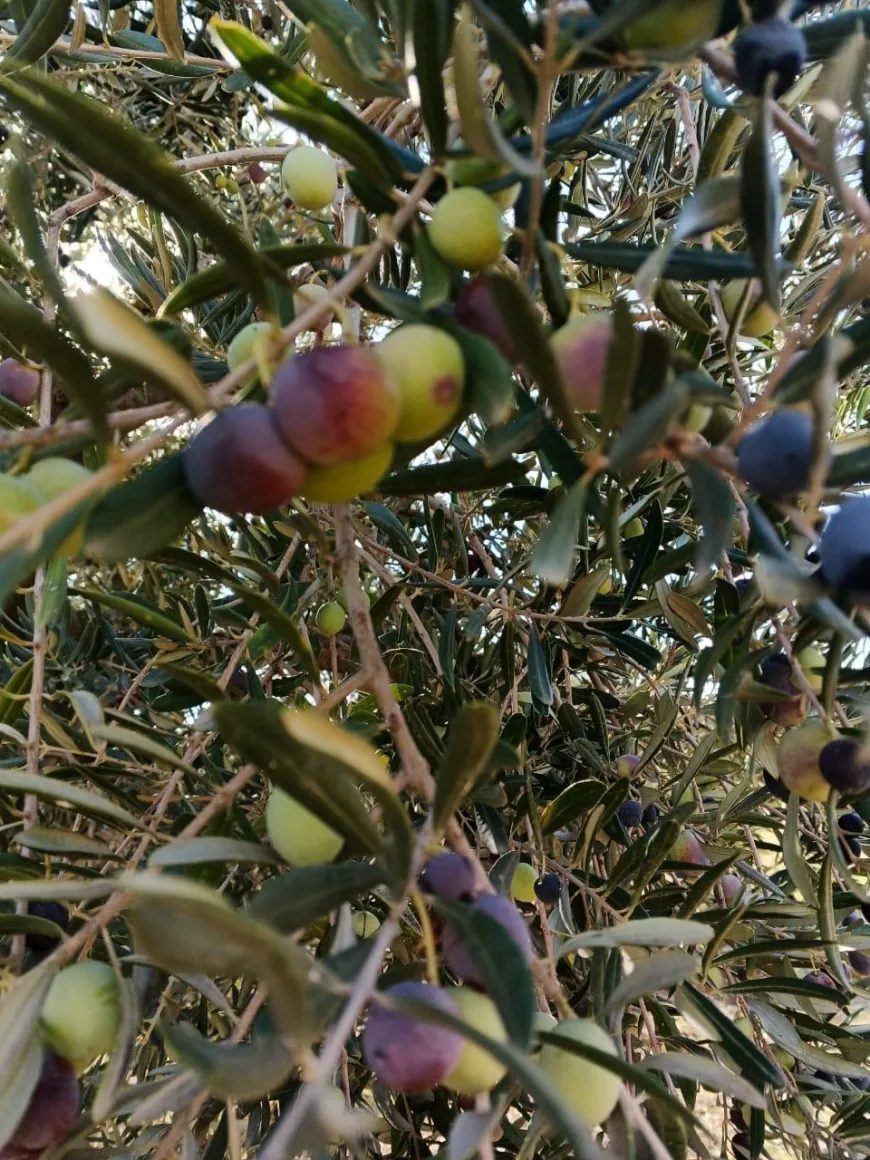 image_870x_6ae0cc1b6cebd.webp