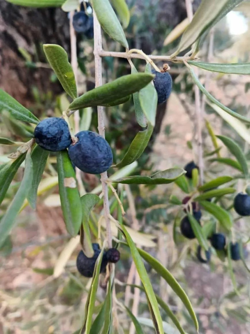image_870x_6ae0cc227f23a.webp