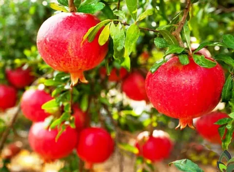 سردشت قطب انار آذربایجان غربی