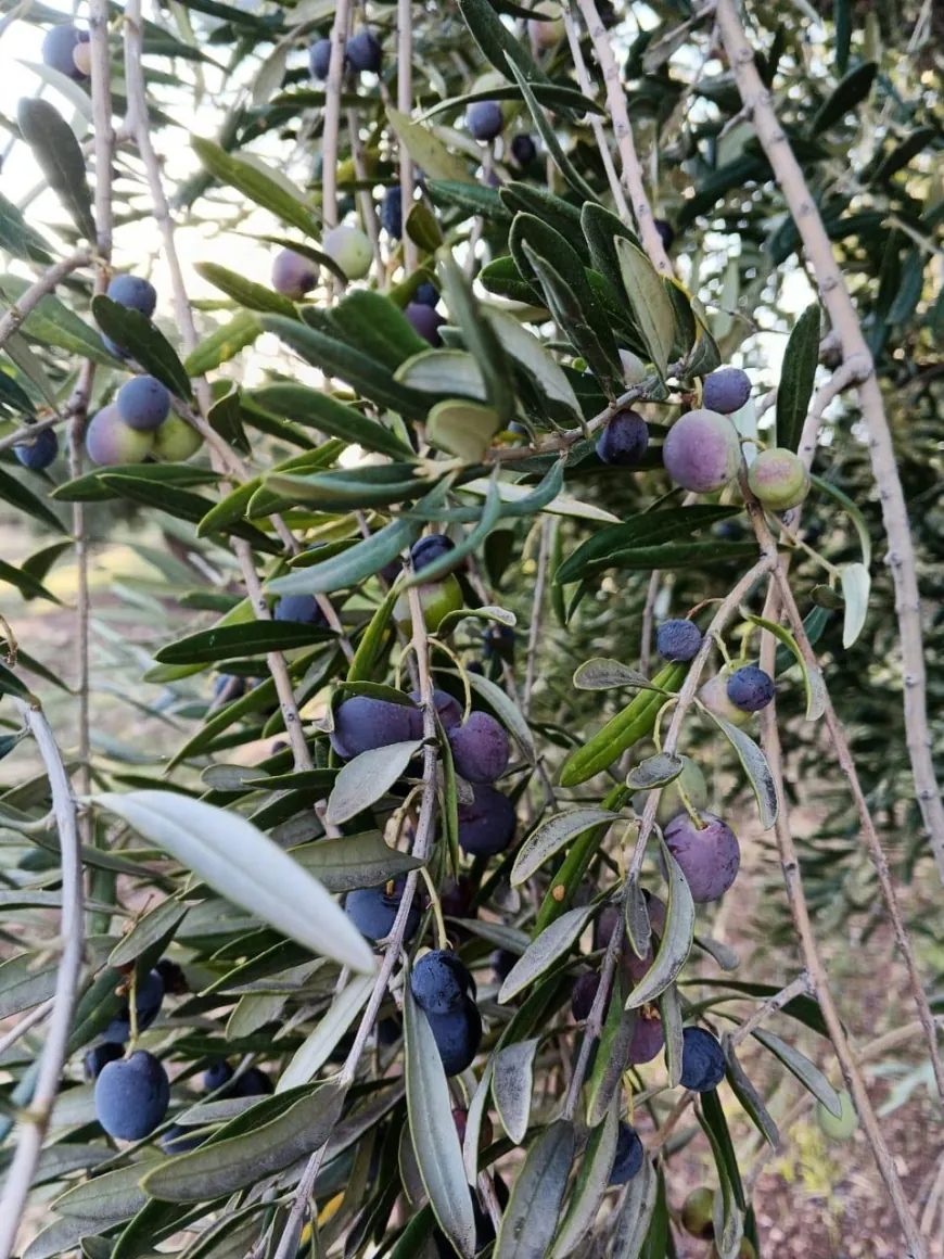 image_870x_6ae0cc0f30b8f.webp