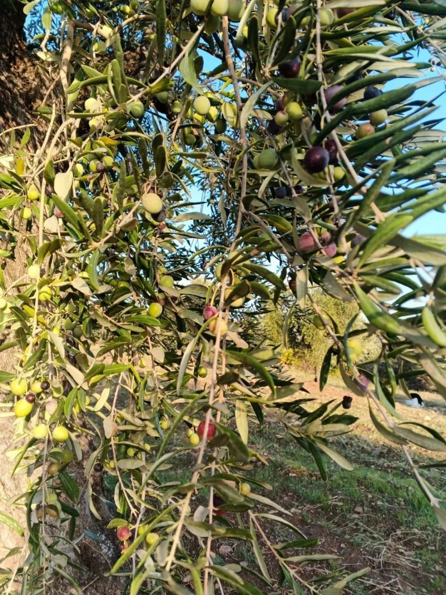 image_870x_6ae0cc1ef1791.webp